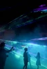 stadt_zwiesel_glasnacht_lichetrshow_mobile.webp